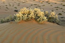 Image result for Aerva javanica