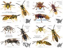 Bee A Pollinactivist 15 Tips To Tackle Bugs And Weeds Without Pesticides Bee Bee Identification Remedies For Bee Stings