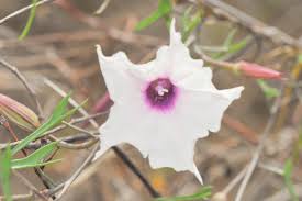 Image result for Ipomoea dichroa