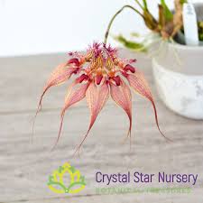 Image result for Bulbophyllum stolzii