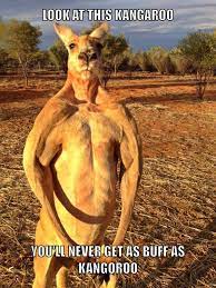Buff A S Kangaroos Man Meme By Crossgemmo Memedroid
