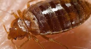 The location of alo hotel by ayres is convenient. Bed Bug Treatment For Bed Bugs Tanler Termite