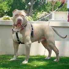 We have the highest quality pitbull bully puppies available to show dog, working dog, companion dog (pet) and breeding programs. Manmade Kennels Home Facebook