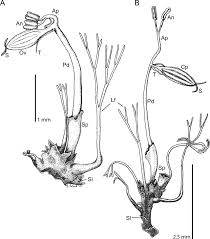 Image result for Inversodicraea