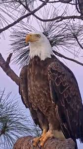 Birds Of Prey Pictures And Names Harriet Bald Eagle Eagle Pictures Animals Beautiful