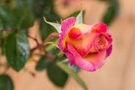 Starring elza van den heever, joyce didonato, matthew polenzani, joshua hopkins, and matthew rose, conducted by maurizio benini. Rose Roberto Alagna Nirp Rosa Roberto Alagna Gunstig Online Kaufen