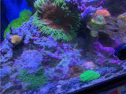 Rock Flower Balled Up And Not Settling Reef2reef Saltwater And Reef Aquarium Forum