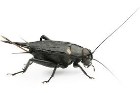 Grillon is twinned with ano syros, greece. Grillons Bimaculatus Vente Insecte Vivant Pour Reptiles Grillon Criquet Blatte Et Vers