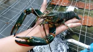 Juga menjual kanvas kolam untuk ternakan ikan, udang dan lobster. Jual Lobster Air Tawar Jogja é¦–é¡µ Facebook