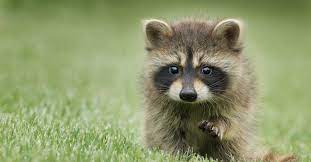 In case there is a tree in the vicinity, place it at the base of the tree. What Season Are Raccoon Babies Born Arrow Exterminating