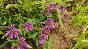 Image result for Polygala arenicola