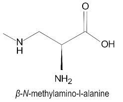Structure Of B N Methylamino L Alanine Download Scientific Diagram