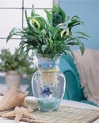 Mini Ecosystem I Ve Always Wanted To Do This With A Beta Fish Gets Its Oxygen From The Water And Is Able To Survive In The Fish Centerpiece Plants Fish Vase