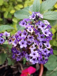 Image result for Heliotropium