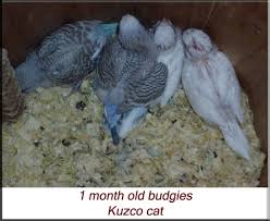 Hand Raising And Care Of Budgerigars Melopsittacus Undulatus Rehabber S Den