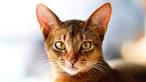 How Much Does an Abyssinian Cat Cost? (2020) | Spend On Pet