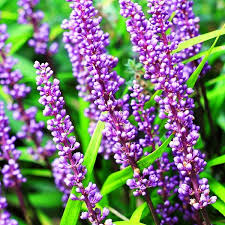 Image result for Lily Turf