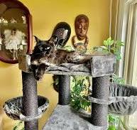 Who can build a custom cat tree in Sacramento CA?