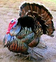 Check spelling or type a new query. Golocalprov Where To Get Fresh Local Turkeys In Rhode Island For Thanksgiving