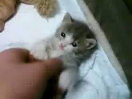 Chicken barbecue and the cat is waiting. Playing With Baby Kitten Youtube