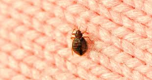 Eliminate Dust Mites 5 Natural Ways To Get Rid Of Dust Mites In Your Home Skymet Weather Services