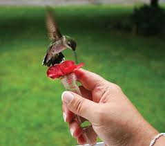 Birds Blooms Magazine Customer Service Birds And Blooms Birds Beautiful Birds Pretty Birds