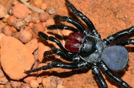 Luckily for us, most venomous spider bites, even those delivering dangerous neurotoxins, can be treated quickly with spider antivenin. 10 Most Dangerous Spiders Of North America North American Nature