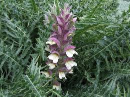 Image result for Acanthus polystachyus