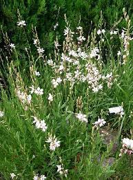 They come in a lot of different colours plus i'm pretty certain they have dark green stems, and they grow to a considerable height. Gaura Wikipedia The Free Encyclopedia Gaura Long Blooming Perennials Plants