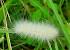 White Fluffy Caterpillar