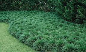 Mondo grass is ideal for your garden. Pin On Guide To Texas Plants