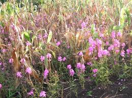 Image result for Striga aspera