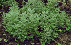 Image result for Artemisia afra