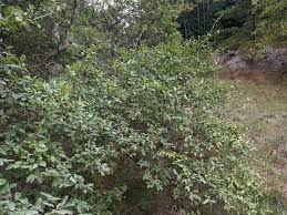Image result for Myrica chimanimaniana