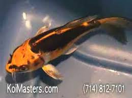 I have koi carp about 12, my big boy is about 15 long. Butterfly Koi Fish For Sale Bkf008 Yellow Gold White Silver Black Live Koi Fish Mpeg2video Mpg Youtube