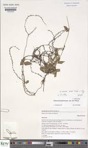 Image result for Dioscorea quartiniana