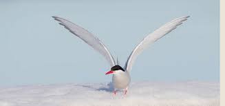 Arctic Tern Photo By William Wingfield Audubon Photography Awards Arctic Tern Photography Awards Photo