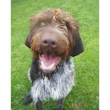 A very affectionate, devoted griffon is a perfect companion for the hunter who likes to walk and keep his/her dog close. Rolley Large Male German Wirehaired Pointer Dog In Vic Petrescue