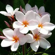 National Flower Nicaragua Flowers Nicaragua Travel Solar System Tattoo