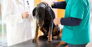 How to avoid cancer in dogs. Cancer Treatment For Pets In West Los Angeles Dr Henry Pasternak