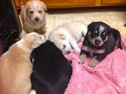 We live on a hobby farm where we specialize in raising very light colored golden retrievers. Golden Retriever Puppies Mn Rescue News Pets News And Review