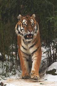 Heaven Ly Mind Tiger Spirit Animal Siberian Tiger Tiger Pictures