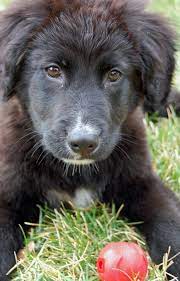| see more about chocolate lab puppies, chocolate labs and lab puppies. Border Collie Lab Mix May Have Changed My Mind On What Kind Of Dog I Want Border Collie Mix Border Collie Border Collie Lab Mix