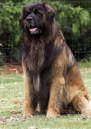 We are sorry for any inconvenience caused. Leonberger Events Www Glamourford Com