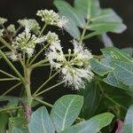 Image result for Albizia glaberrima