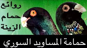 هل تعرف حمام المساويد السوري متع عيونك أجمل أنواع حمام الزينه والحمام الشامي مساوييد youtube bird parrot animals