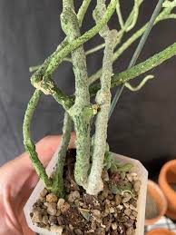 Image result for Cynanchum ledermannii