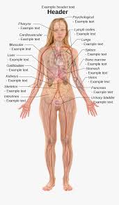 Let us now divide the body into different regions; Clip Art Internal Body Parts Woman Human Body Anatomy Hd Png Download Transparent Png Image Pngitem