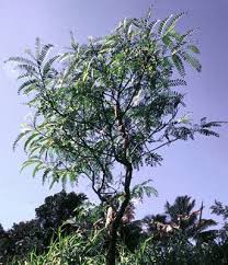 Image result for Sesbania sericea