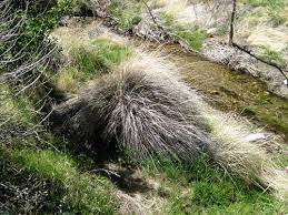 It thrives in full sun and harsh hot. Deergrass Muhlenbergia Rigens